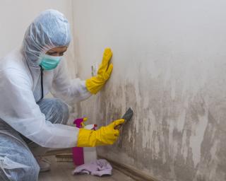 Worker removing mold from a wall. 