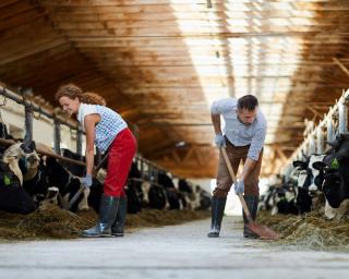 Young farmers with spades giving hay to cows in stables while working in kettlefarm